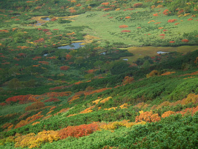 旭岳沼の平の紅葉