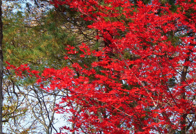 登別亀田記念公園の紅葉