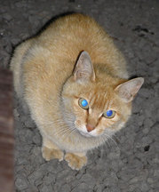 2004-7-5-日の出公園に現れた猫