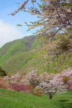 2012-05-13熊石青少年旅行村の桜