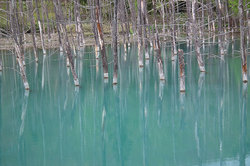 2012-05-19-美瑛の青い池　１