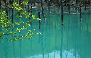 2012-05-20-美瑛青い池　その２