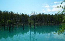 2012-05-20-美瑛青い池　全景