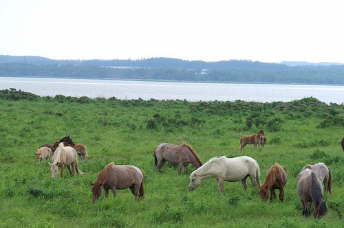 2008-07-04-小清水原生花園の放牧馬
