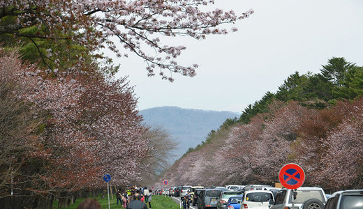 2013-05-19-二十間道路の桜