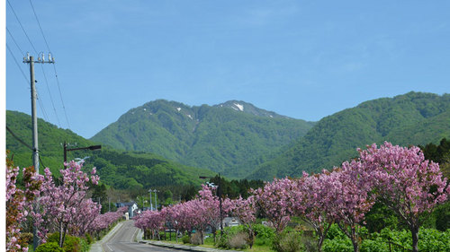 2013-06-01-熊石の桜並木
