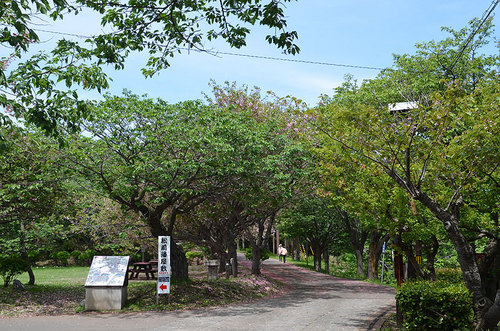 2013-06-01-松前城の桜の木