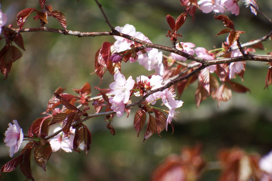 2014-05-10-桜並木の桜　その１