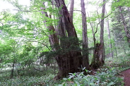 2014-07-19-和琴半島のトドマツの純林