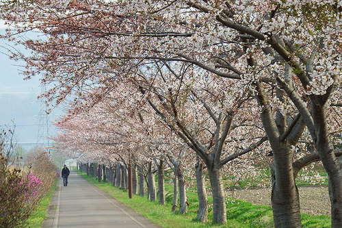 2015-05-01-伊達市サイクリングロードの桜並木