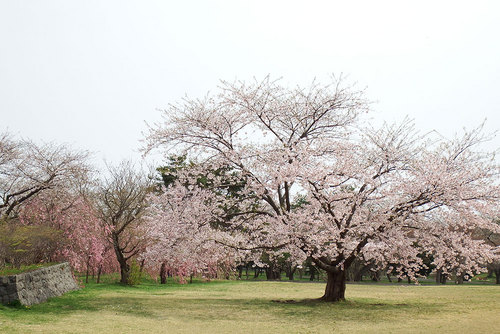 2015-05-01-森町オニウシ公園の桜　01
