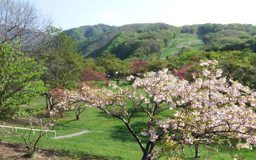 2015-05-09-青少年旅行村のキャンプ場内の桜