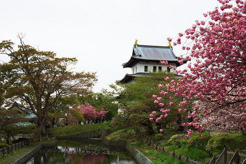 2015-05-09-松前城と桜