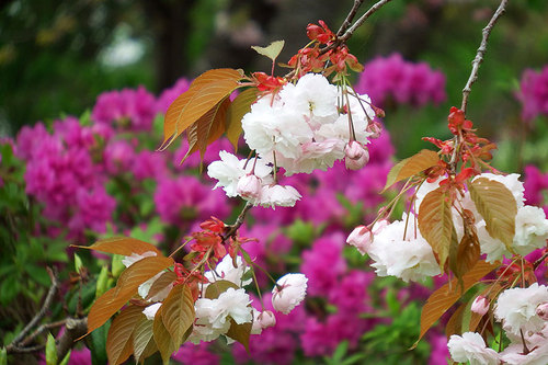 2015-05-09-松前公園の桜