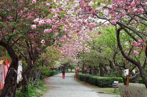 2015-05-09-松前公園　桜のトンネル