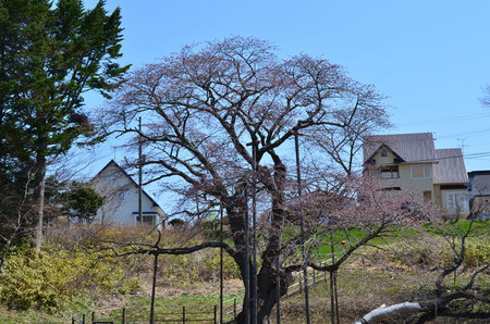 2016-05-01-幌萌町の桜
