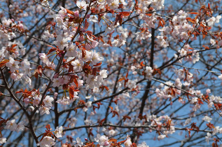 2016-05-01-有珠善光寺の満開の桜