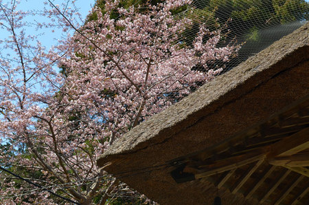 2016-05-01-有珠善光寺の茅葺屋根と桜