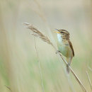 ベニヤ原生花園の野鳥
