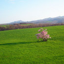 室蘭市崎守町の一本桜