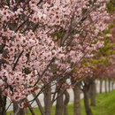 だて歴史の杜の桜