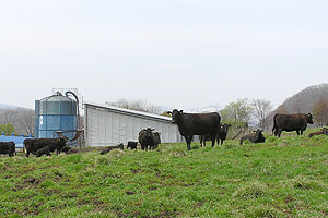 牧場の黒毛和牛