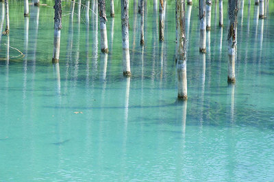 美瑛の青い池