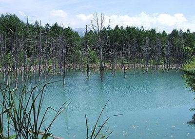 青い池の全景