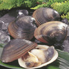苫小牧産ほっき貝