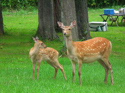 野生のエゾシカ