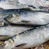 石狩湾産　にしん