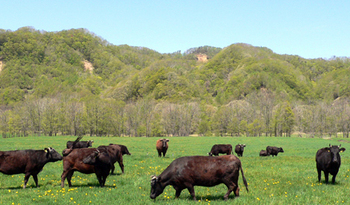 びらとり和牛の牧場