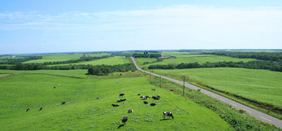 緑の広大な牧場が広がる別海町