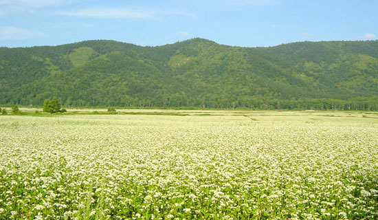 幌加内町のそば畑