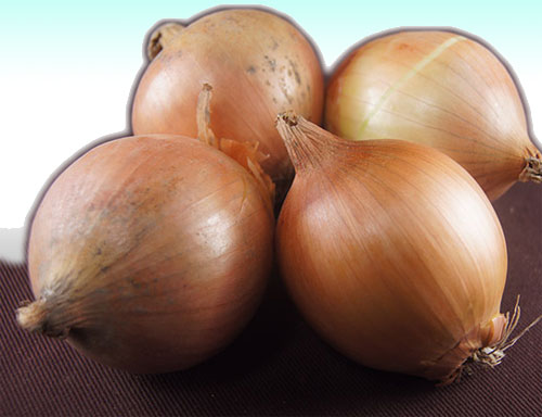 玉ねぎ01