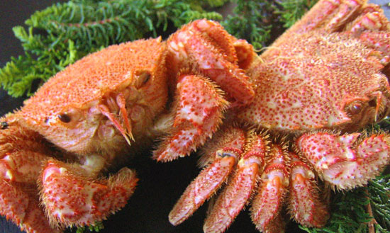 北海道の毛ガニ