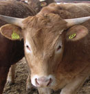 十勝　池田町のあか毛和種