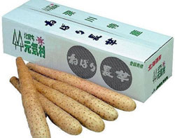 深川ねばり長いも