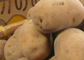 インカのめざめ