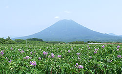 羊蹄山とイモ畑