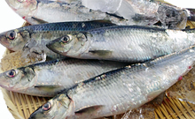 石狩湾産 にしん