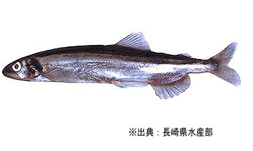 カラフトシシャモ